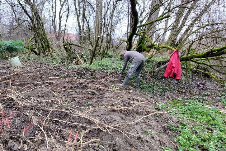 Firma Hönegger bei der Neophytenbekämpfung