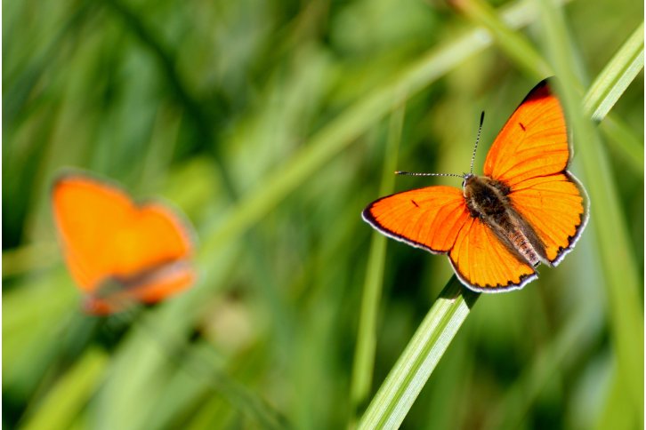 Nicht ohne Zustimmung der Autorin verwenden Gertrude Müller