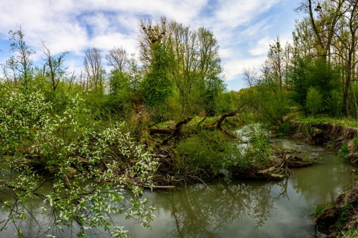 Bild vom Reitbach, der eine 180° Kurve macht, mit stark bewachsenen, steilen Ufern, von Totholz, dem umgestürzten Baum und einem blühenden Strauch, der links ins Bild kommt