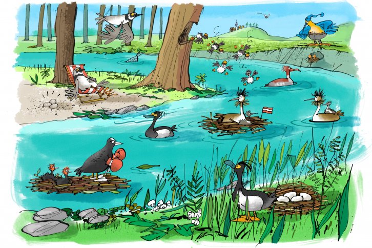 Eine Zeichnung in Cartoon-Form, die auf eine lustige Weise das Leben von Wasservögeln skizziert: Ein kleiner Fluss schlängelt sich durch das Bild, in der rechten unteren Ecke ist grasbewachsenes Ufer, in der Mitte eine kleine Schotterhalbinsel auf der Bäume wachsen. Auf dieser liegt eine Flussregenpfeifer in einem Liegestuhl, er kann sich ja entspannen, seine Eier sehen aus, wie die Steine, die sie umgeben. Am Horizont erkennt man ein Dorf. Am rechten Rand ist eine Erdwand zu erkennen, in der ein Eisvogel seine Höhle hat. Am Wasser tummeln sich verschiedene Vögel: ein Blässhuhn mit Boxhandschuhen zusammen mit zwei Küken auf einem Floß, ein Gänsesäger mit Jungvogel am Rücken, einer ebenfalls mit Küken auf einem Floß. Die Gänsesäger beobachten ihre anderen Jungen, wie sie mit Helmen auf dem Kopf aus dem Nest ins Wasser springen.