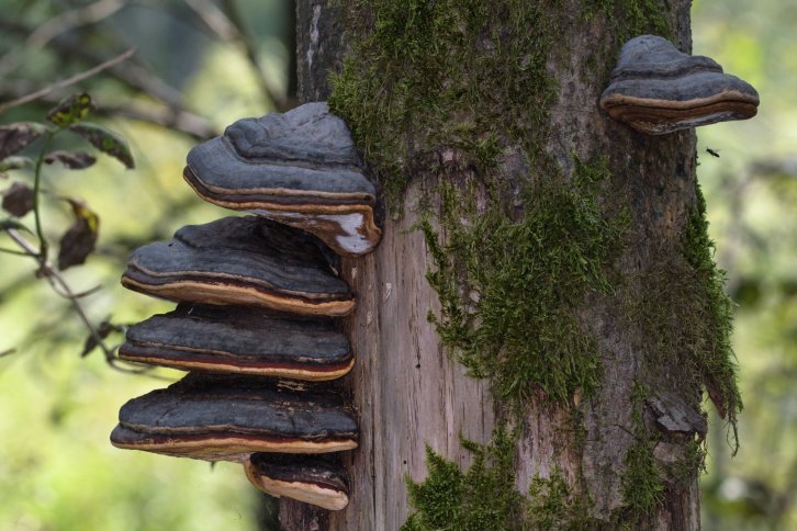Baumpilze - Faszinierend, gesund und vielfältig