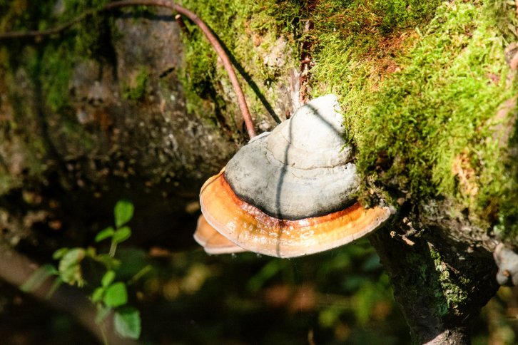 Auch Pilze haben Freunde - Auf den Spuren der Mykorrhiza-Pilze