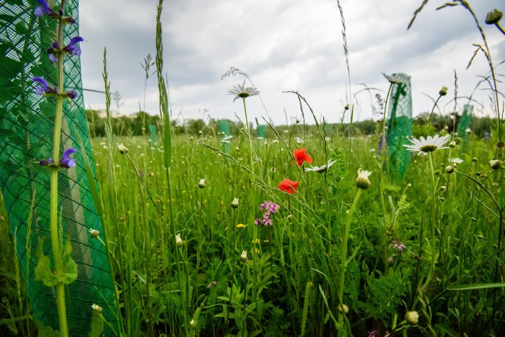 Kräuterwanderung für Fortgeschrittene