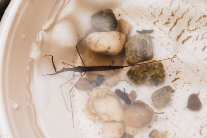 Mikrokosmos: Kleinlebewesen in der Au